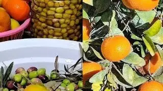 اجيو تشوفو معيا خيرات قلعة السراغنة وكيفاش تصايبوا الزيتون بقريقة سرغينية 🫒😱
