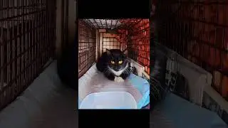 Help Us Save Vulnerable Kittens: Support Our Rescue Efforts Today