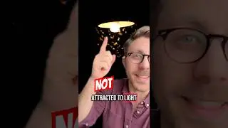 Why Do Insects Fly Toward Lights?