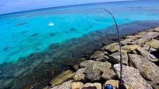 Почти схвачен гигантским ставридовым удилищем - GT Fishing Maldives