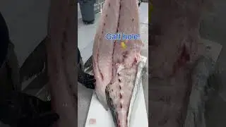 African Pompano is like a buttery Mahi! #africanpompano #mahimahi #cookingfish