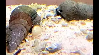 キバウミニナ　Giant mangrove whelk　Terebralia palustris