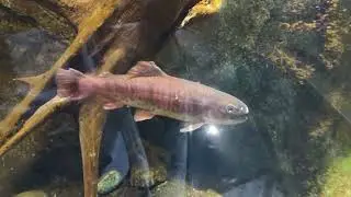 鴨川海洋世界 櫻鱒