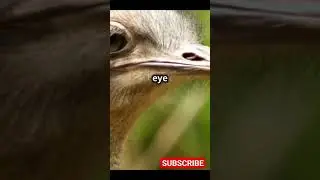 Ostrich Eye V/S Brain