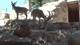 Markhor🐐Capra falconeri✅Винторогий козёл