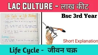Lac Insect - Life Cycle (जीवन चक्र) | Life History &bull; Zoology 1st Paper &bull; Hindi Notes