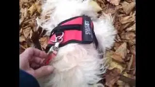 Yorky überfahren ..