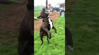 75kgs of solid muscle #dogshorts #dogs #dog