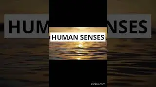 Your sense of smell is the sense most closely linked to memory.# #PerceptionWonders #SensoryJourney