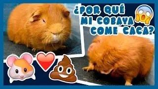 💩 ¿POR QUÉ MI COBAYA COME CACA? 🐹 Cecotrofia + Sistema digestivo de la cobaya