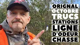 Orignal d'Octobre: Ligne d'odeur, Station et Comment Chasser #orignal