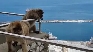 Macaque Monkeys - Gibraltar Mountain Top #gibraltar #monkey