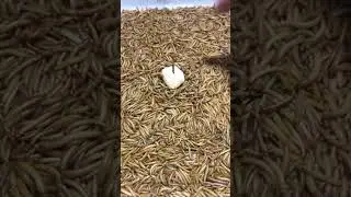 10000 Mealworms vs Fish Ball #mealworms #shorts #worms #fishballs