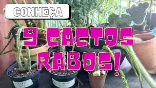 CACTOS COM NOME DE RABO!