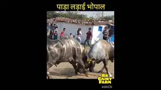 #shorts #shortsfeed bhopal pada ladai, murrah bull fight#shortvideo #youtubeshorts #viral #fighting