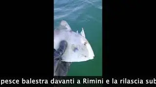Liberato Pesce Balestra a Rimini