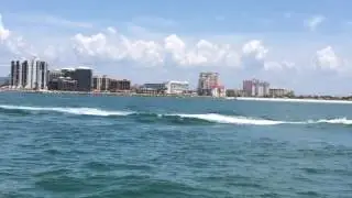 My dolphin watching experience in Florida.