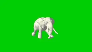Elephant Run Green screen NCS video