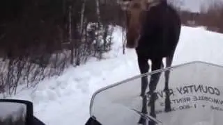 Snowmobiling with Moose in Maine