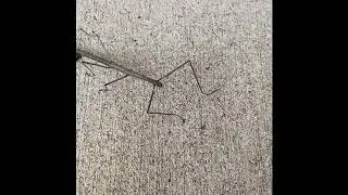 1 Minute And 14 Seconds Of A Stick Big Dancing