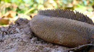 Unique Fishing 2020 l Catching Catfish In Dry Season Find Catfish in Secret Hole Dry 2020