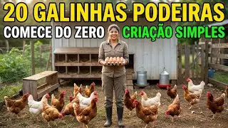 Criação de galinhas para adultos  Como começar uma pequena criação com 20 galinhas poedeiras