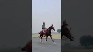 horse rider in Punjab have a fun day #punjabihumor #horseriding