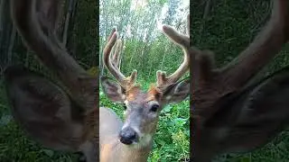Shot a Button Buck? What to do next #deerhunt