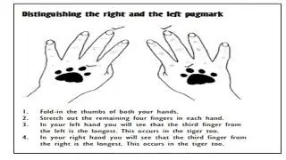 Pugmarks Identification