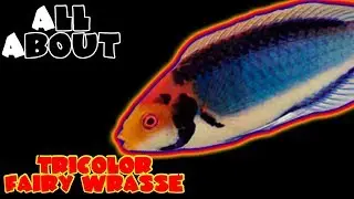 All About The Tricolor Wrasse or Red Head Solon Fairy Wrasse or Solar Fairy Wrasse