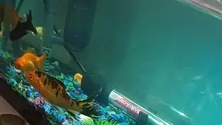 Peces relajantes Dr. Francisco Sierra está en vivo
