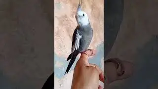 calopsita cara branca macho