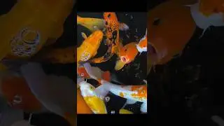Color fish 🐟  aquarium | #fish #shorts