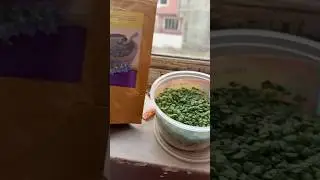 &ldquo;Grow Microgreens at Home in 7 Days 😱🌱&rdquo;&ldquo;From Seed to Salad in 1 Week!&rdquo;#youtubeshorts #shorts