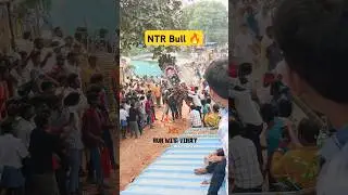 NTR Bull 🔥 Mass Entry Pathagunta Jallikattu 🤩 Shorts#jallikattu2025#runwithvinay#ntrbull#pathagunta