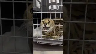 Самая дорогая порода в мире-кошка САВАНА по кличке Тея. Лечение перелома большеберцовой кости