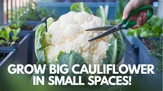 👉 Grow Cauliflower in Small Spaces: Easy & High-Yield Guide!