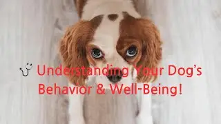 Paw Fact 101 - Why Dogs React to Certain Stimuli & Health Signs #doglover #dogcare #pets