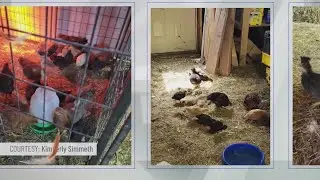 50 chickens allegedly stolen from Niagara County property, police investigating