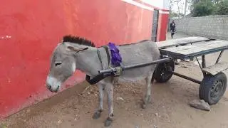 2019 02 SENEGAL Brousse et villages typiques