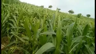 Testimoni eco farming pada tanaman jagung
