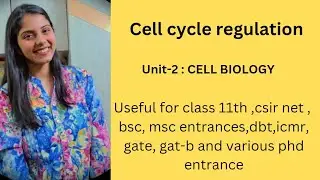 Cell cycle regulation