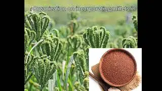 Ragi or Finger Millet Health Benefits