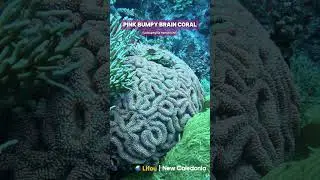Stunning Wild Pink Brain Coral! (Lobophyllia hemprichii) #shorts #ocean #coral #aquarium #wild