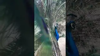 Павлин в любовном трансе) меня не замечает! #animation #love #france #travel