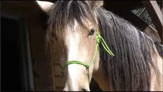 Clipping Andalusian Horse Bella's Fetlocks, Chin & a Little off the Ears ✂️✂️✂️