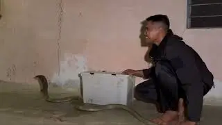 TUNDUKKAN KING COBRA DENGAN BULU AYAM