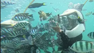 Travelog 100:Sabah trip | snorkeling🤿 & sea walking | Mamutik & Manukan island hopping Kota Kinabalu
