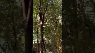 #shorts #shortvideo #shortsyoutube #shortviral