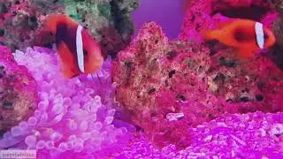 Tomato clown hosting bubble tip anemone